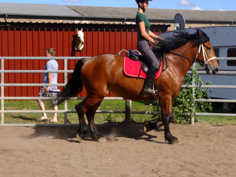 Suche Reiter/Reiterin