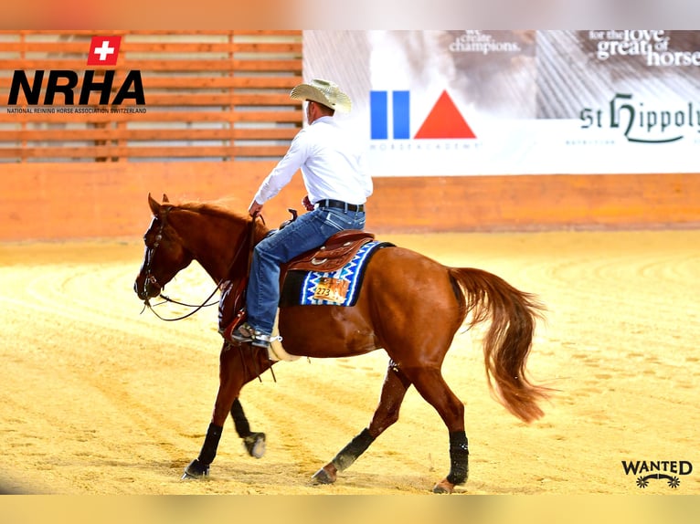 Westerntrainer Assistent - Reining 