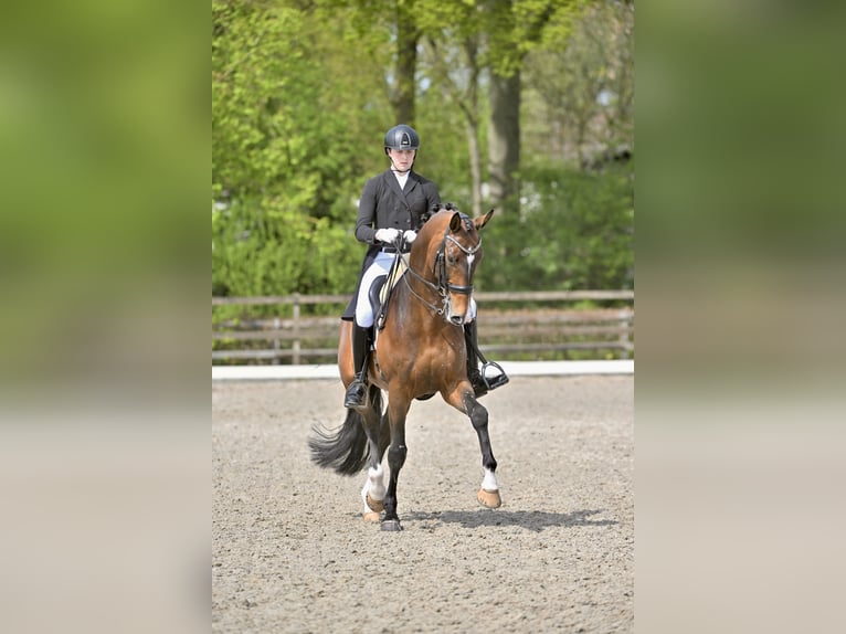 Working Student Position – Dressage Stable in Weert, The Netherlands 