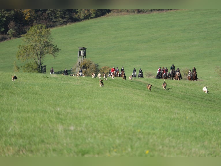    2 Tage Geländetraining „ Jagdreiten“  in Theorie und Praxis