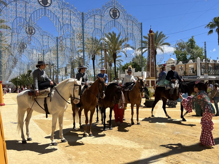 Andalousie et ses magnifiques chevaux – Jerez de la Frontera