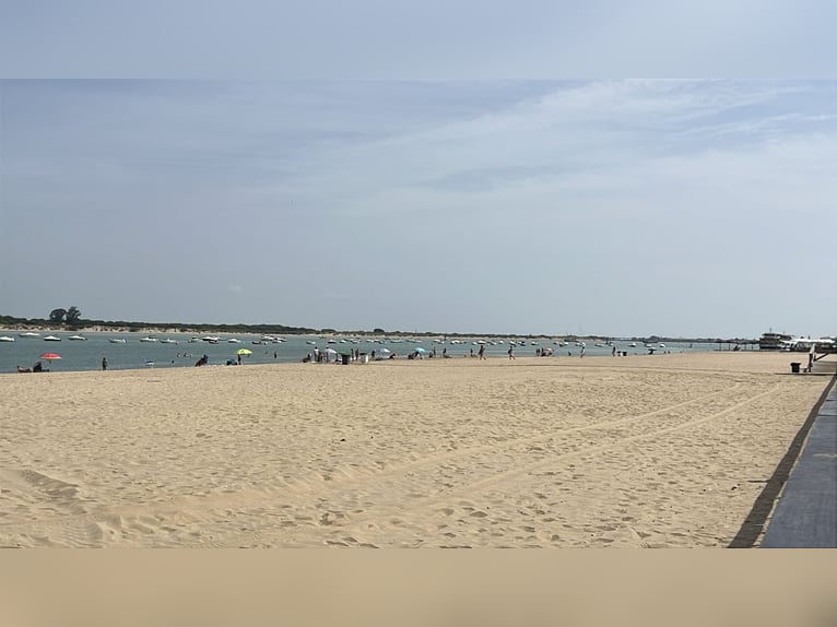 Andalousie et ses magnifiques chevaux – Jerez de la Frontera