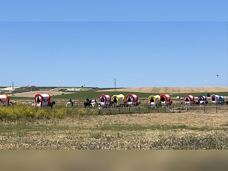 Andalousie et ses magnifiques chevaux – Jerez de la Frontera