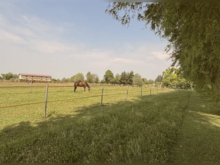 Apprendre à monter à cheval au plus haut niveau – là où d'autres passent leurs vacances