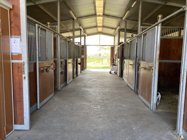 Apprendre à monter à cheval au plus haut niveau – là où d'autres passent leurs vacances