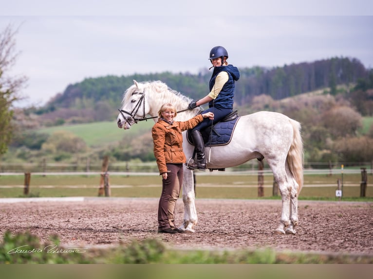Chevaux espagnols PRE d'élevage dans le Sudharz