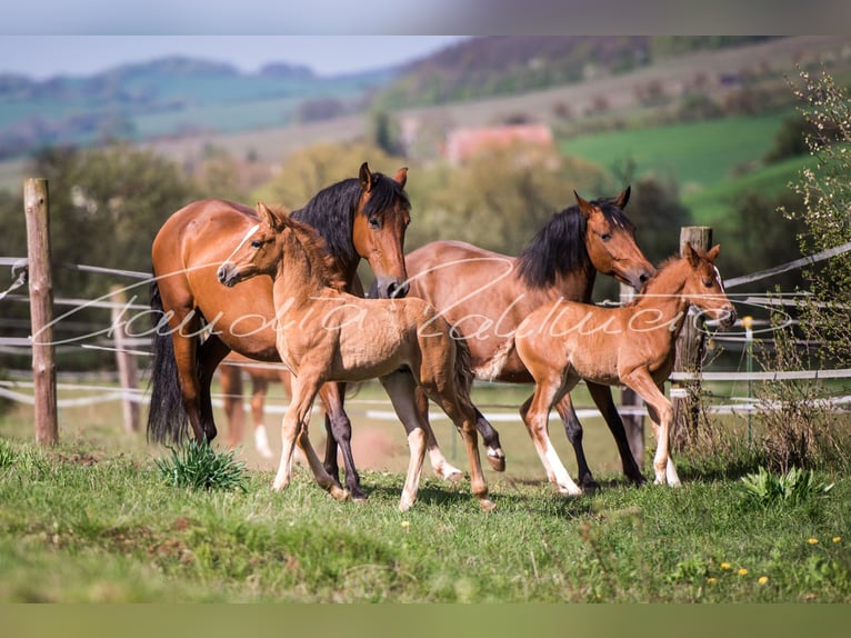 Chevaux espagnols PRE d'élevage dans le Sudharz