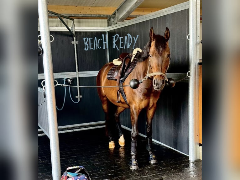 Conseil secret pour des vacances de rêve avec votre propre cheval aux Pays-Bas