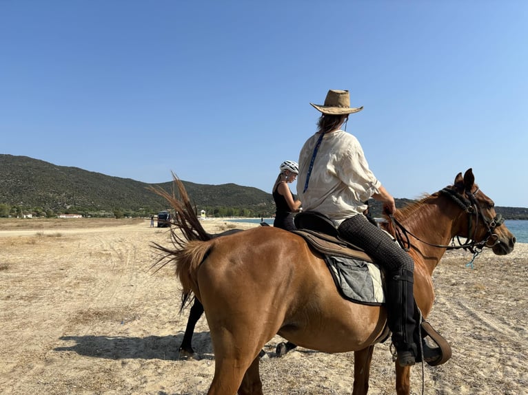 Équitation et vacances à la mer pour célibataires ou amis – maximum 2 personnes, PindosHorseLand