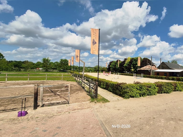 Hôtel pour chevaux dans la Veluwe !!