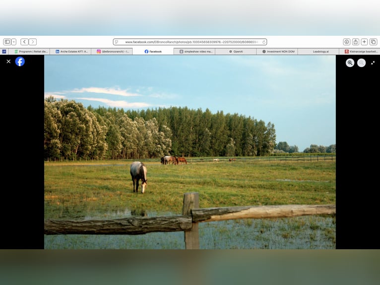  Ihr Anteil am Paradies – El Bronco Ranch, Ungarn   