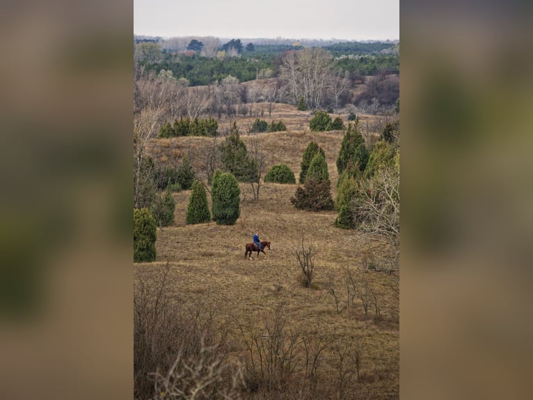  Ihr Anteil am Paradies – El Bronco Ranch, Ungarn   