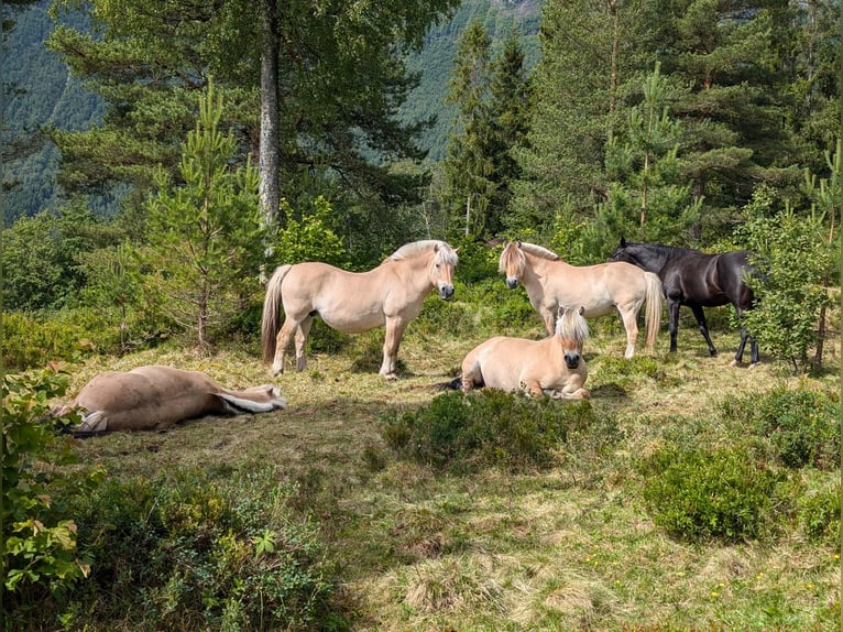 paardrijden in Noorwegen