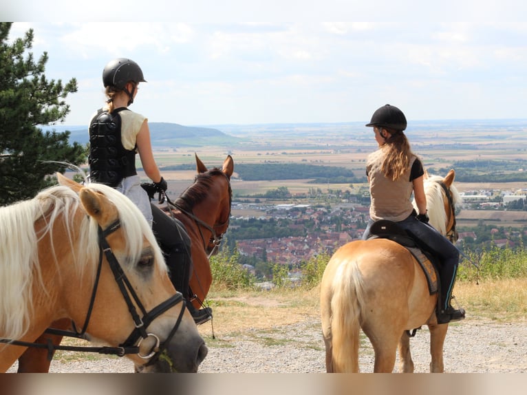 Stage d'initiation à l'équitation de cross les 29/30 mars et 26/27 avril 2025
