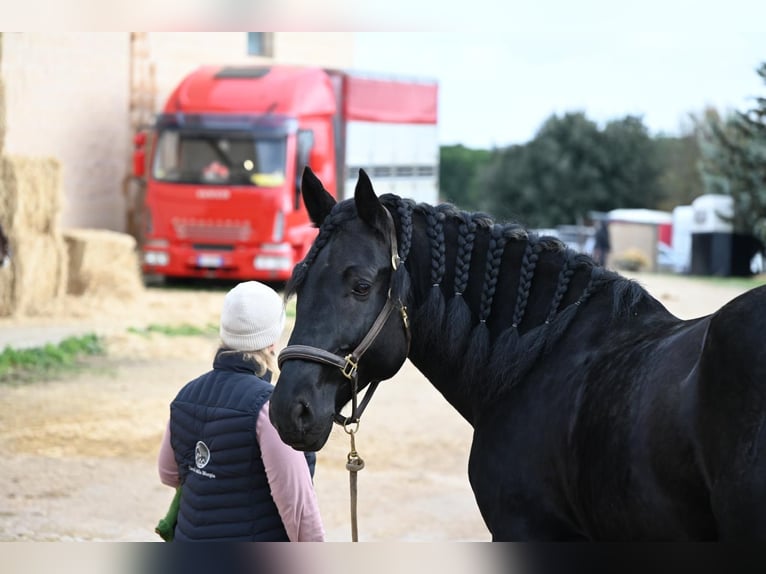 Stages intensifs avec Josephine Cyr à Martina Franca, en Italie