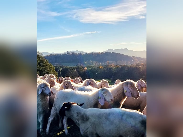 Urlaub mit Deinem eigenen Pferd