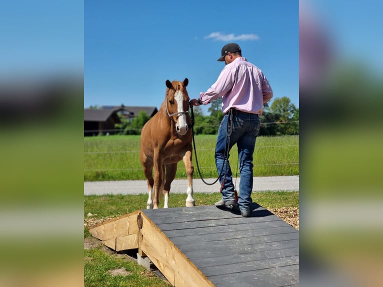 Urlaub mit Deinem eigenen Pferd