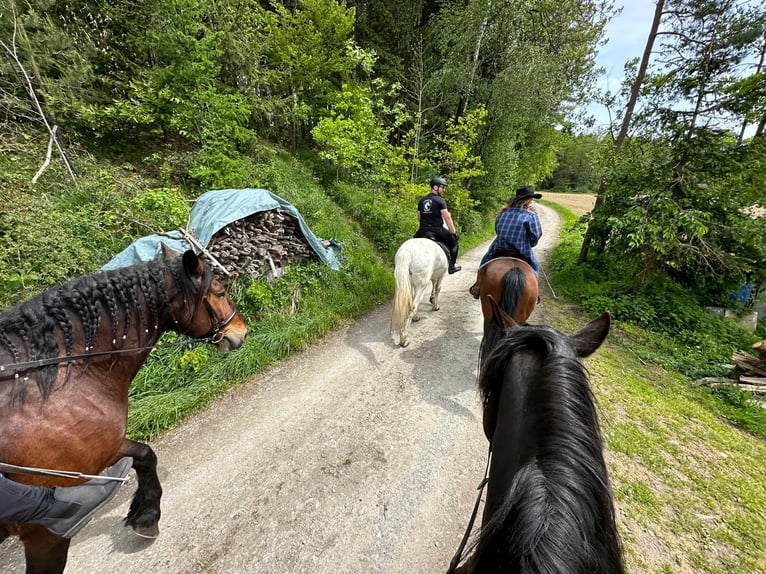 Urlaub mit dem eigenen Pferd 