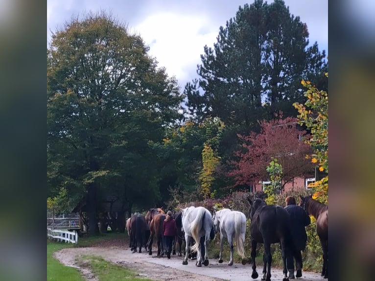 Reiterferien auf dem Reiterhof Lüneburger Heide