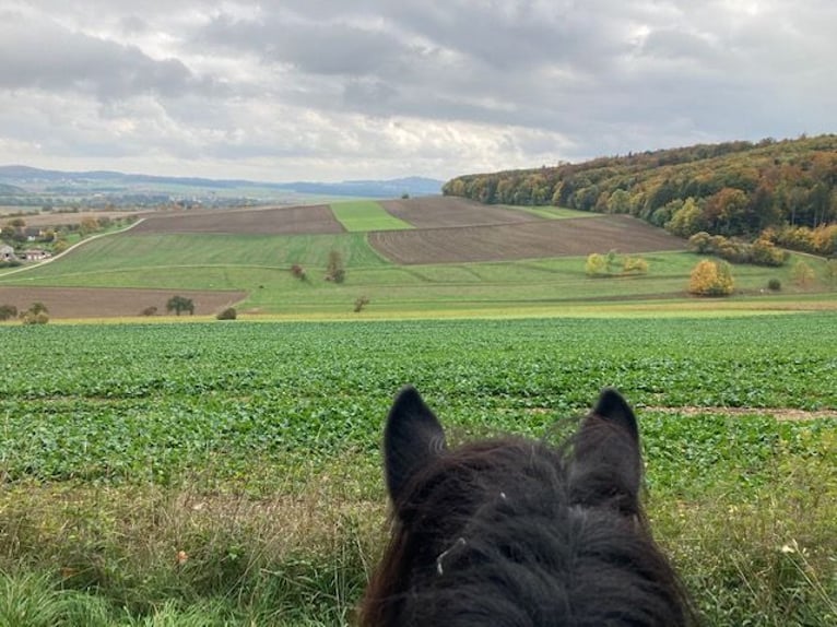 Reiterferien auf der schwäbischen Alb