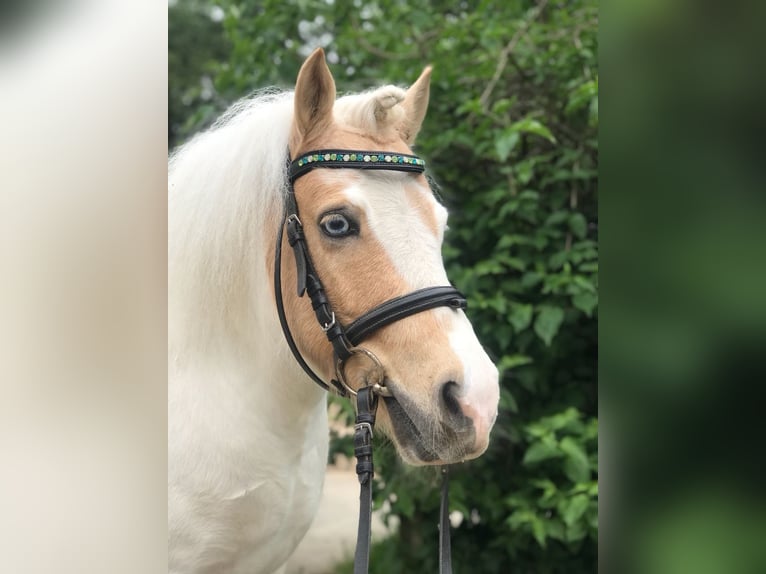 Reiterferien in Gütersloh - Reitschule Birkenhof 