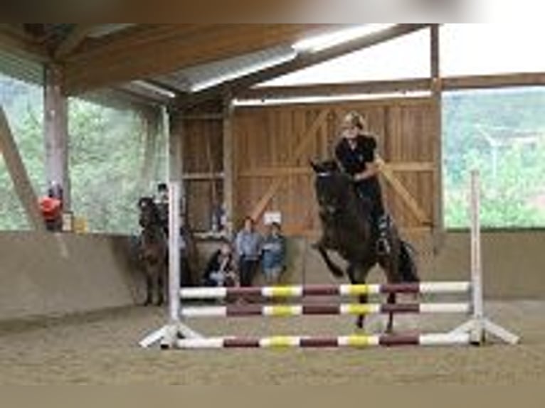 Séjours équestres / Cours d'équitation dans la vallée de l'Amour (Lac de Constance)