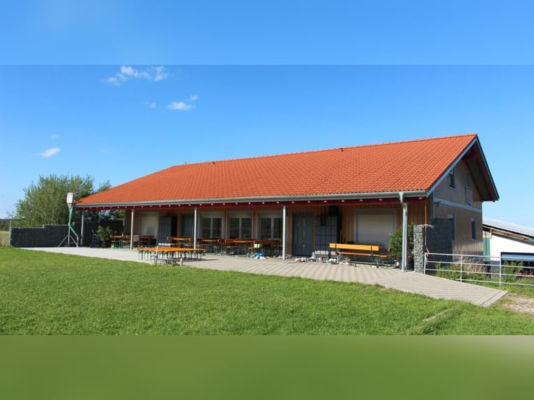 Stages d’équitation pendant les vacances de Pâques / en été pour filles à partir de 8 ans. Allgäu, B