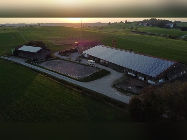 Stages d’équitation pendant les vacances de Pâques / en été pour filles à partir de 8 ans. Allgäu, B