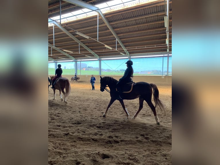 Stages d’équitation pendant les vacances de Pâques / en été pour filles à partir de 8 ans. Allgäu, B