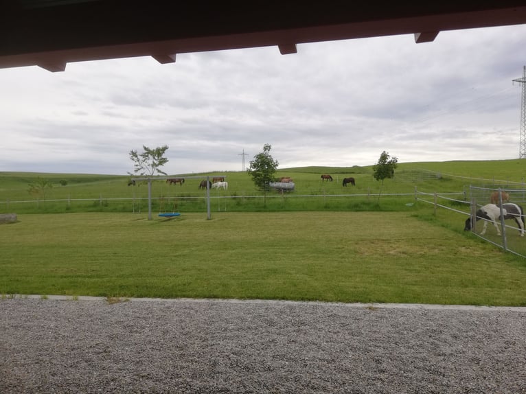 Stages d’équitation pendant les vacances de Pâques / en été pour filles à partir de 8 ans. Allgäu, B