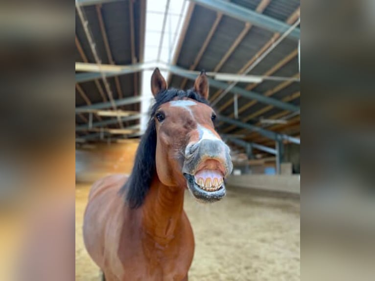 Stages d’équitation pendant les vacances de Pâques / en été pour filles à partir de 8 ans. Allgäu, B