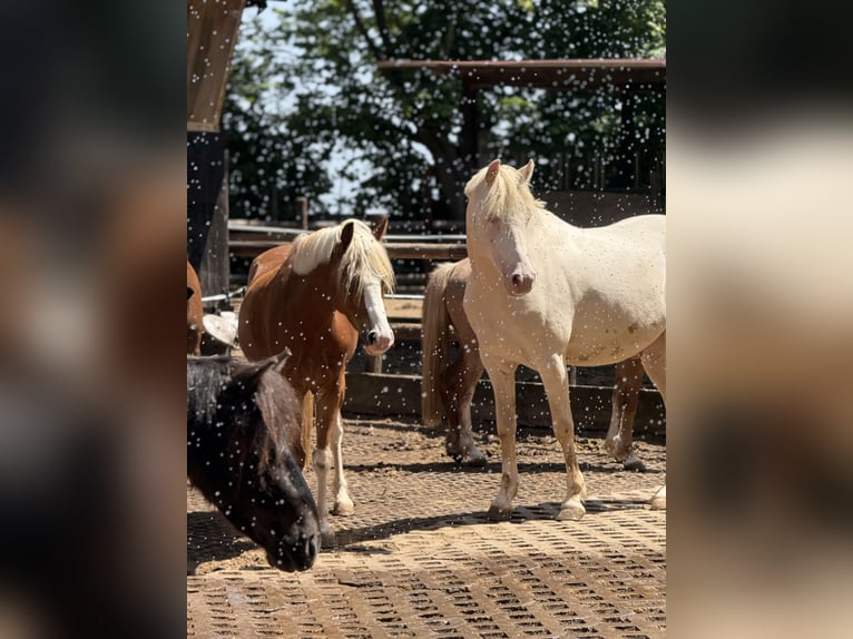 Vacances au centre équestre - Équitation