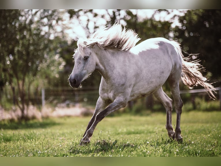 Vacances au Haras d'Issel