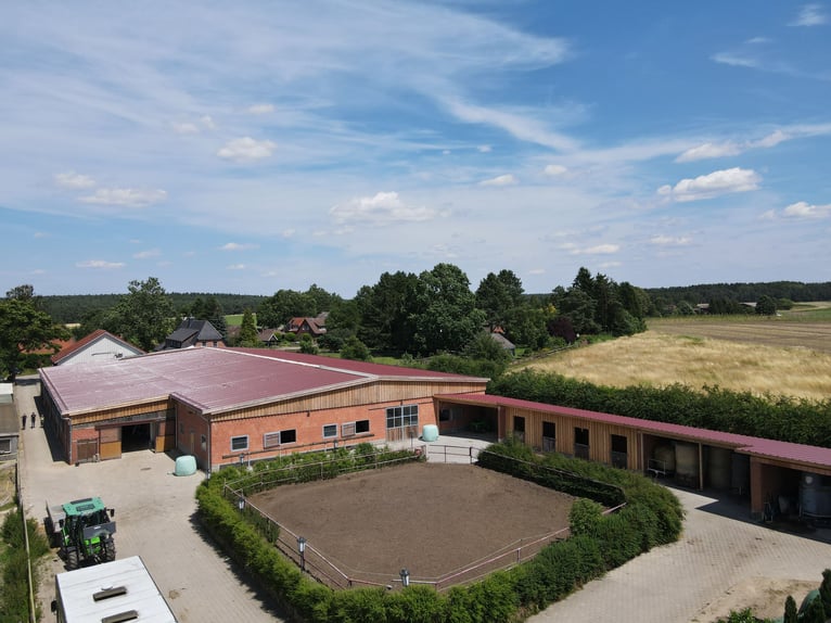 Vacances équestres pour enfants dans la lande de Lunebourg