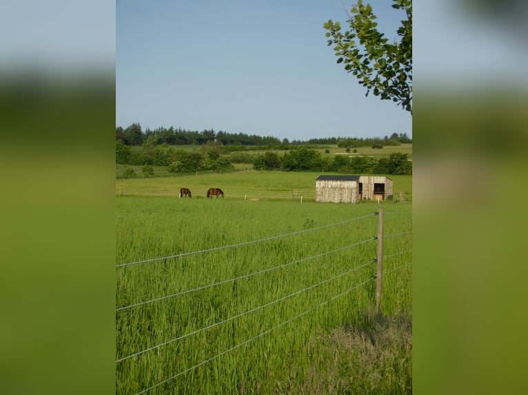 Dänemark Urlaub mit deinem eigenem Pferd 