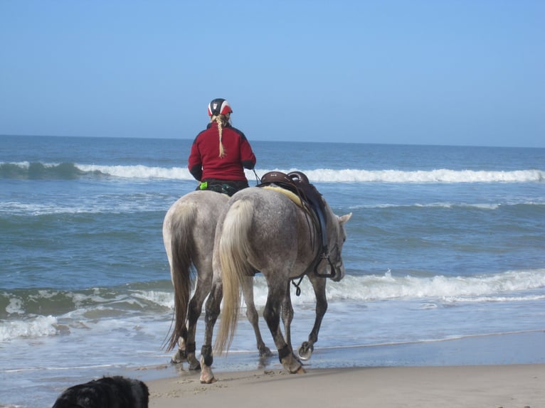 Dänemark Urlaub mit deinem eigenem Pferd 