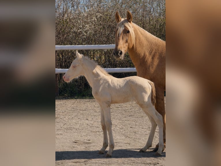 Escapade en famille au cœur d’un haras – nature, chevaux & bien-être
