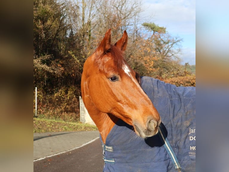 Recherche de compagnon pour soins et promenades – au bord de la forêt (Lausen BL)