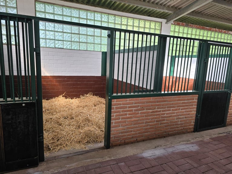 Neue Ferienwohnungen direkt am Wasser mit tollen Reitgelände - auch mit Gastboxen