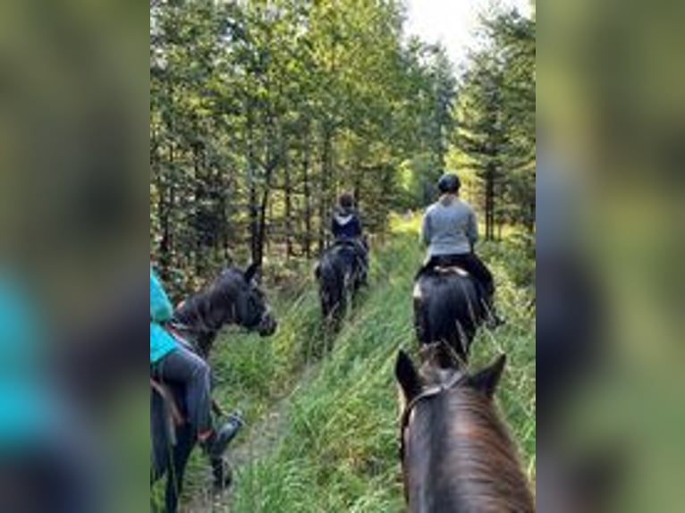 Reiterferien für Mädchen ab 10. Unsere Termine für 2026 sind online, wir freuen uns auf euch. 