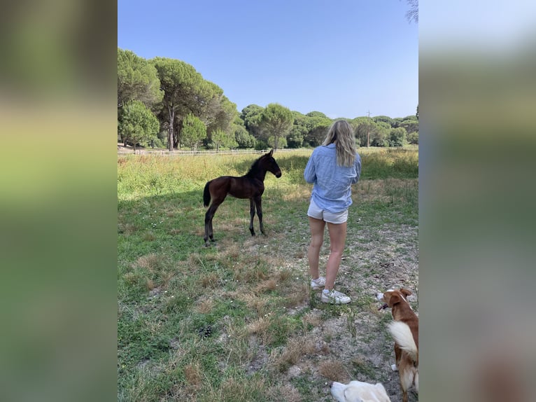 Reiterurlaub exklusiv auf unserem Lusitanogestüt 