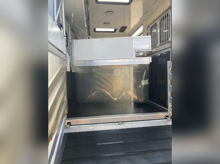 Camion de transport de chevaux MAN TGM, capacité 4-5 chevaux, 14 tonnes, année 2017, 290 ch, occasio