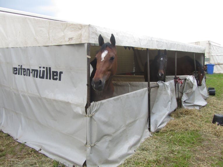 Camion pour chevaux MAN avec tente de boxe
