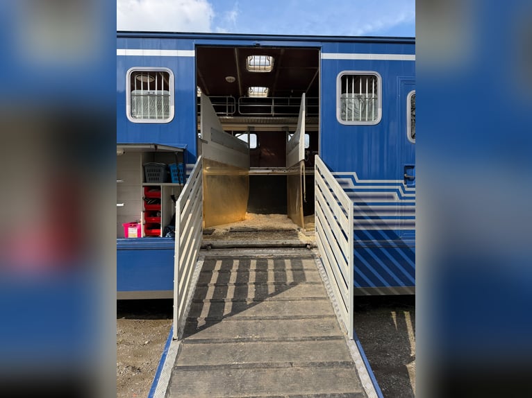 Camionnette pour chevaux Mercedes 814 avec homologation H pour 4 chevaux. Contrôle technique récent.