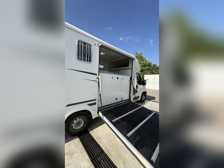 Transporteur pour chevaux de 3,5 tonnes