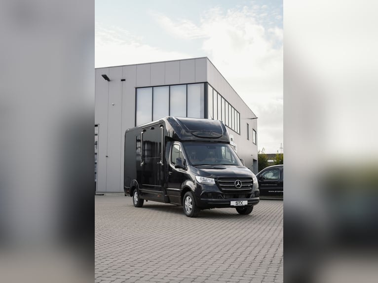 STX 2 Horse – Exclusive Mercedes Sprinter