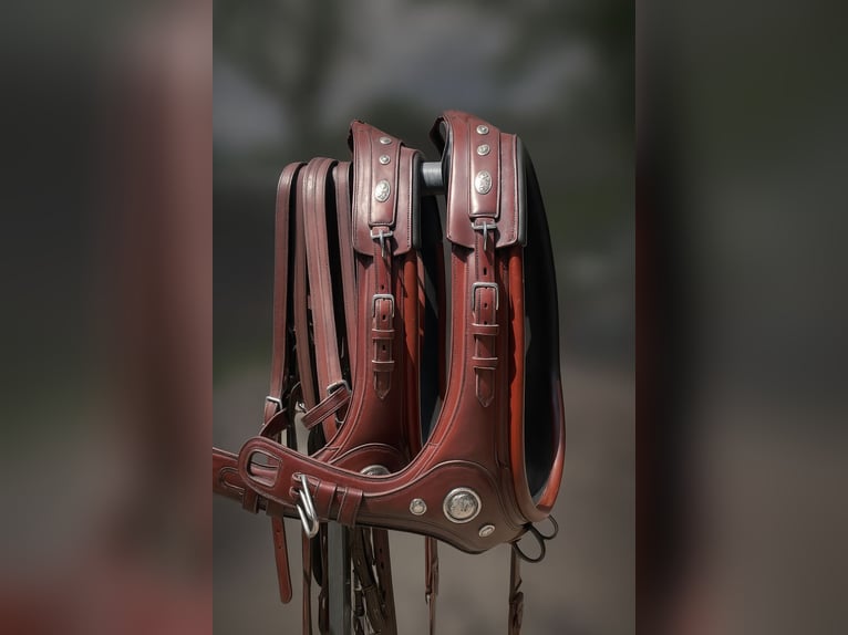 harnais de marathon pour attelage à deux