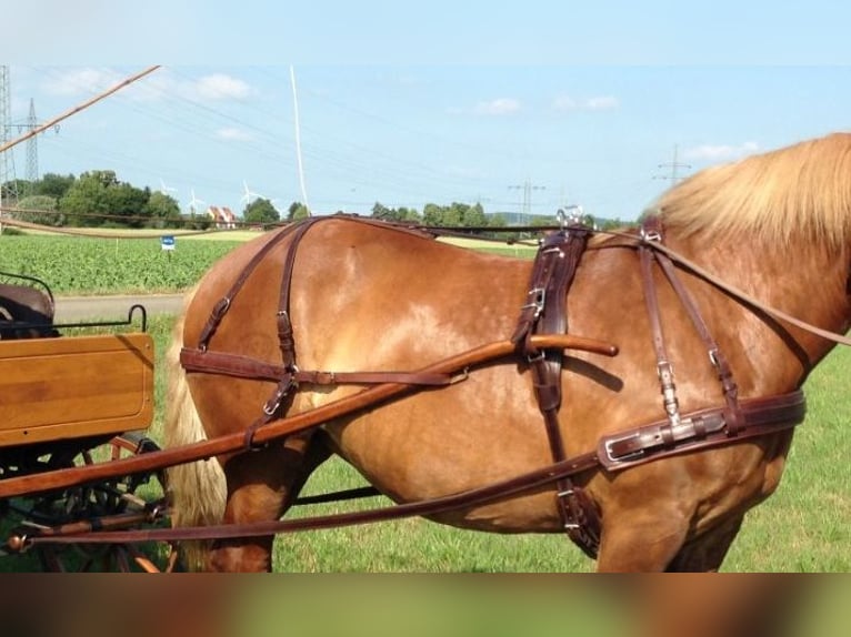 Harnais en cuir pour attelage à un cheval
