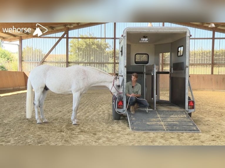 Böckmann Portax Prof. | Connu grâce aux cours Wehorse | En aluminium, 100 km/h, éclairage et espace