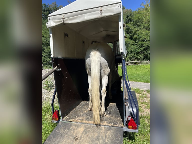 Remorque pour chevaux avec permis B à louer !
